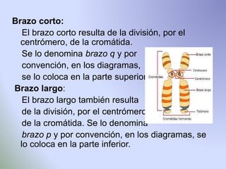 Brazo corto: 
El brazo corto resulta de la división, por el 
centrómero, de la cromátida. 
Se lo denomina brazo q y por 
convención, en los diagramas, 
se lo coloca en la parte superior. 
Brazo largo: 
El brazo largo también resulta 
de la división, por el centrómero, 
de la cromátida. Se lo denomina 
brazo p y por convención, en los diagramas, se 
lo coloca en la parte inferior. 
 