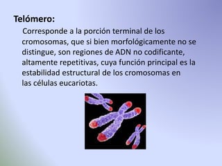 Telómero: 
Corresponde a la porción terminal de los 
cromosomas, que si bien morfológicamente no se 
distingue, son regiones de ADN no codificante, 
altamente repetitivas, cuya función principal es la 
estabilidad estructural de los cromosomas en 
las células eucariotas. 
 