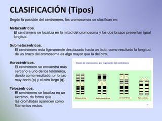 CLASIFICACIÓN (Tipos) 
Según la posición del centrómero, los cromosomas se clasifican en: 
Metacéntricos. 
El centrómero se localiza en la mitad del cromosoma y los dos brazos presentan igual 
longitud. 
Submetacéntricos. 
El centrómero esta ligeramente desplazado hacia un lado, como resultado la longitud 
de un brazo del cromosoma es algo mayor que la del otro. 
Acrocéntricos. 
El centrómero se encuentra más 
cercano a uno de los telómeros, 
dando como resultado, un brazo 
muy corto (p) y el otro largo (q). 
Telocéntricos. 
El centrómero se localiza en un 
extremo, de forma que 
las cromátidas aparecen como 
filamentos rectos. 
 