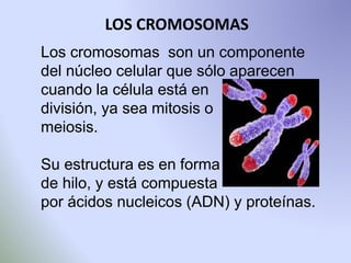 LOS CROMOSOMAS 
Los cromosomas son un componente 
del núcleo celular que sólo aparecen 
cuando la célula está en 
división, ya sea mitosis o 
meiosis. 
Su estructura es en forma 
de hilo, y está compuesta 
por ácidos nucleicos (ADN) y proteínas. 
 