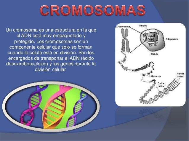 Los cromosomas