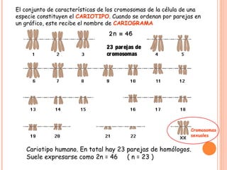 El conjunto de características de los cromosomas de la célula de una
especie constituyen el CARIOTIPO. Cuando se ordenan por parejas en
un gráfico, este recibe el nombre de CARIOGRAMA



                                 23 par ejas de
                                 cr omosomas




                                                                Cromosomas
                                                                sexuales


   Cariotipo humano. En total hay 23 parejas de homólogos.
   Suele expresarse como 2n = 46 ( n = 23 )
 