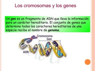 Los cromosomas y los genes

Un gen es un fragmento de ADN que lleva la información
para un carácter hereditario. El conjunto de genes que
determina todos los caracteres hereditarios de una
especie recibe el nombre de genoma.
 