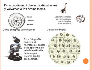Pero dejémonos ahora de dinosaurios
 y volvamos a los cromosomas.

                        Núcleo                     Los cromosomas se
                                                    ven al microscopio
                        Cromatina                     cuando la célula
                        Nucleolo
                                                      entra en división


Célula en reposo (sin dividirse)            Células en división



                     Esta fotografía
                     muestra, al
                     microscopio, células
                     de la epidermis de
                     cebolla en división.
                     Los cuerpos
                     oscuros son los
                     cromosomas.
 