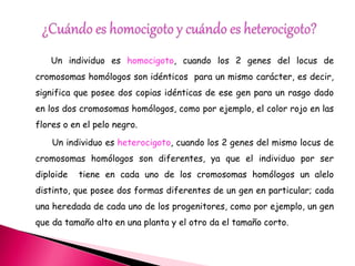Un individuo es homocigoto, cuando los 2 genes del locus de 
cromosomas homólogos son idénticos para un mismo carácter, es decir, 
significa que posee dos copias idénticas de ese gen para un rasgo dado 
en los dos cromosomas homólogos, como por ejemplo, el color rojo en las 
flores o en el pelo negro. 
Un individuo es heterocigoto, cuando los 2 genes del mismo locus de 
cromosomas homólogos son diferentes, ya que el individuo por ser 
diploide tiene en cada uno de los cromosomas homólogos un alelo 
distinto, que posee dos formas diferentes de un gen en particular; cada 
una heredada de cada uno de los progenitores, como por ejemplo, un gen 
que da tamaño alto en una planta y el otro da el tamaño corto. 
 
