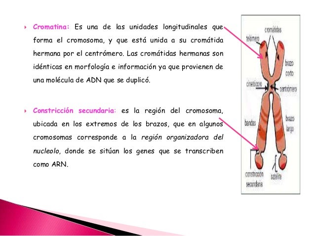 Los cromosoma zjs