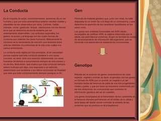 Es el conjunto de actos, comportamientos, exteriores de un ser
humano y que por esta característica exterior resultan visibles y
plausibles de ser observados por otros. Caminar, hablar,
manejar, correr, gesticular, limpiar, relacionarse con los demás,
es lo que se denomina conducta evidente por ser
externamente observables. Las actitudes corporales, los
gestos, la acción y el lenguaje son las cuatro formas de
conducta que ostentan los seres humanos. Básicamente la
conducta es la herramienta de reacción que tenemos todos
ante las distintas circunstancias de la vida a las cuales nos
vamos enfrentando.
La conducta está regida por tres principios, el de casualidad
porque supone que toda conducta obedece a una causa
concreta, es decir, ante una situación determinada, los seres
humanos tendemos a comportarnos siempre de una manera y
no de otra. Motivación, que implica que toda conducta siempre
estará motivada por algo, una respuesta a un estímulo
determinado que recibimos y por último el principio de finalidad
que reza que todo comportamiento siempre persigue un fin.
La Conducta Gen
Partícula de material genético que, junto con otras, se halla
dispuesta en un orden fijo a lo largo de un cromosoma, y que
determina la aparición de los caracteres hereditarios en los
seres vivos.
Los genes son unidades funcionales del ADN celular,
encargados de codificar ARN, la cadena intermedia que la
célula usa para fabricar proteínas. El gen es también la unidad
de almacenamiento de información del organismo, que se
transmite a la descendencia mediante los cromosomas.
Resulta ser el conjunto de genes característicos de cada
especie, vegetal o animal, es decir, el genotipo son los genes
en formato de ADN que un animal, un vegetal o un ser
humano recibe de herencia de parte de sus dos progenitores,
madre y padre, y que por tanto se encuentra conformado por
las dos dotaciones de cromosomas que contienen la
información genética del ser en cuestión.
Los genes encargados de la transmisión de los caracteres de
la herencia siempre permanecen en el núcleo de la célula y
será desde allí desde donde controlan la síntesis de las
proteínas que se produce en el protoplasma.
Genotipo
 