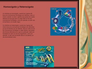 Un individuo es homocigoto, cuando los 2 genes del
locus de cromosomas homólogos son idénticos para un
mismo carácter, es decir, significa que posee dos copias
idénticas de ese gen para un rasgo dado en los dos
cromosomas homólogos, como por ejemplo, el color rojo
en las flores o en el pelo negro.
Un individuo es heterocigoto, cuando los 2 genes del
mismo locus de cromosomas homólogos son diferentes,
ya que el individuo por ser diploide tiene en cada uno de
los cromosomas homólogos un alelo distinto, que posee
dos formas diferentes de un gen en particular; cada una
heredada de cada uno de los progenitores, como por
ejemplo, un gen que da tamaño alto en una planta y el
otro da el tamaño corto.
Homocigoto y Heterocigoto
 