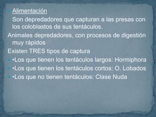  Alimentación
Son depredadores que capturan a las presas con
los coloblastos de sus tentáculos.
Animales depredadores, con procesos de digestión
muy rápidos
Existen TRES tipos de captura
•Los que tienen los tentáculos largos: Hormiphora
•Los que tienen los tentáculos cortos: O. Lobados
•Los que no tienen tentáculos: Clase Nuda