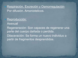  Respiración, Excreción y Osmorregulación
Por difusión. Amoniotelicos.
Reproducción:
Asexual
Regeneración: Son capaces de regenerar una
parte del cuerpo dañada o perdida.
Dilaceración: Se forma un nuevo individuo a
partir de fragmentos desprendidos.