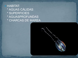  HABITAT:
* AGUAS CÁLIDAS
* SUPERFICIES
* AGUASPROFUNDAS
* CHARCAS DE MAREA