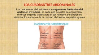 LOS CUADRANTRES ABDOMINALES
Los cuadrantes abdominales son segmentos limitantes del
abdomen invisibles, en cada uno de estos se encuentran
diversos órganos vitales para el ser humano, su función es
delimitar los espacios de la cavidad abdominal en partes iguales
 