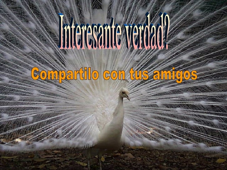 cuadros mas caros los cuadros mas caros del mundo cuadros mas caros los cuadros mas caros del mundo