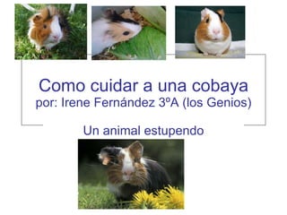 Como cuidar a una cobaya por: Irene Fernández 3ºA (los Genios) Un animal estupendo 