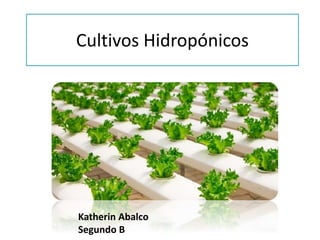 Cultivos Hidropónicos
Katherin Abalco
Segundo B
 