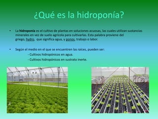Introducción cultivo en leca: ¿Qué es la Hidroponía? – Ganas de Verde