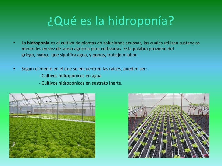 Hidroponia O Cultivo Hidropnico Qu Es Gua Completa Hidroponia O Cultivo Hidropnico Qu Es Gua Completa