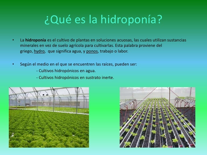 Hidroponia O Cultivo Hidropnico Qu Es Gua Completa