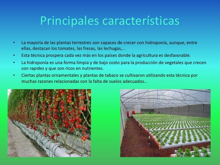 Cultivo Hidroponico Y Nutrientes