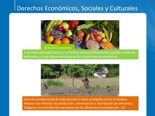 Derechos Económicos, Sociales y Culturales
A un nivel adecuado para sí y su familia, incluso alimentación, vestido y vivienda
adecuados, y una mejora continua de las condiciones de existencia.
Derecho fundamental de toda persona a estar protegida contra el hambre.
Mejorar los métodos de producción, conservación y distribución de alimentos.
Asegurar una distribución equitativa de los alimentos mundiales (art. 11)
 