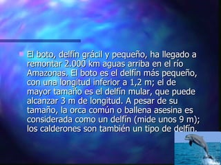 El boto, delfín grácil y pequeño, ha llegado a remontar 2.000 km aguas arriba en el río Amazonas. El boto es el delfín más pequeño, con una longitud inferior a 1,2 m; el de mayor tamaño es el delfín mular, que puede alcanzar 3 m de longitud. A pesar de su tamaño, la orca común o ballena asesina es considerada como un delfín (mide unos 9 m); los calderones son también un tipo de delfín. 