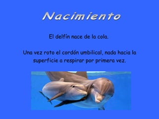 El delfín nace de la cola.  Una vez roto el cordón umbilical, nada hacia la superficie a respirar por primera vez. Nacimiento 
