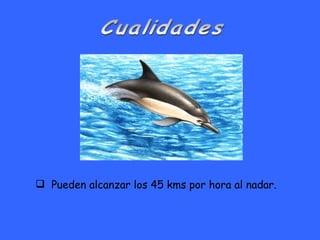 Cualidades Pueden alcanzar los 45 kms por hora al nadar. 