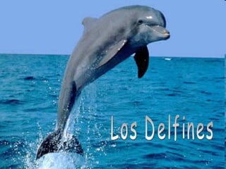 Los Delfines 