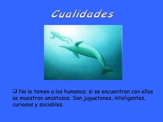 Cualidades No le temen a los humanos; si se encuentran con ellos  se muestran amistosos. Son juguetones, inteligentes,  curiosos y sociables.  