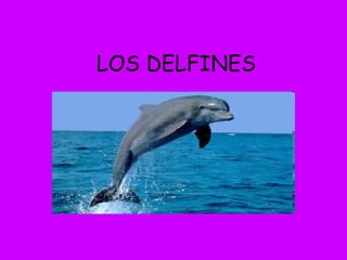 LOS DELFINES 