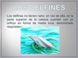 • Los delfines no tienen nariz; en vez de ella, en la
  parte superior de la cabeza cuentan con un
  orificio en forma de media luna, denominado
  respiradero.
 
