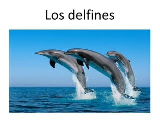 Los delfines
 