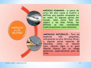 AMENAZAS
A LOS
DELFINES

DANIELA MORA - MARIA MATUTE

AMENZAS HUMANAS.- la pesca de
cerco del atún causa la muerte a
delfines que queden atrapados en
las redes. En algunas partes del
mundo, tales como Taiji (en
Japón) y las Islas Feroe, los
delfines se han considerado
tradicionalmente como alimento.
AMENAZAS NATURALES.- Para las
especies
más
pequeñas,
únicamente la orca (Orcinus Orca),
y algunas pocas especies de
tiburones
como
el
tiburón
toro, tiburón tigre o el gran
tiburón blanco son un riesgo
potencial, especialmente para las
crías.

10

 