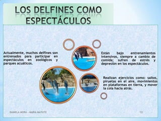 Actualmente, muchos delfines son
entrenados para participar en
espectáculos en zoológicos y
parques acuáticos.

Están
bajo
entrenamientos
intensivos, siempre a cambio de
comida; sufren de estrés y
depresión en los espectáculos.

Realizan ejercicios como: saltos,
piruetas en el aire, movimientos
en plataformas en tierra, y mover
la cola hacia atrás.

DANIELA MORA - MARIA MATUTE

13

 