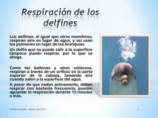Los delfines, al igual que otros mamíferos,
respiran aire en lugar de agua, y así usan
los pulmones en lugar de las branquias.
Un delfín que no puede salir a la superficie
tampoco puede respirar, por lo que se
ahoga.
Como las ballenas y otros cetáceos,
respiran a través de un orificio en la parte
superior de la cabeza, tomando aire
cuando salen a la superficie del agua.
A pesar de que nadan activamente, deben
respirar con bastante frecuencia, pueden
aguantar la respiración durante 15 minutos
o más.

DANIELA MORA - MARIA MATUTE

4

 