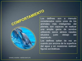 Los delfines son a menudo
considerados como unos de los
animales más inteligentes del
planeta, son capaces de realizar
una amplia gama de sonidos
utilizando sacos aéreos nasales
situados
justo
debajo
del
espiráculo.
Los delfines saltan de vez en
cuando por encima de la superficie
del agua y en ocasiones realizan
figuras acrobáticas.

DANIELA MORA - MARIA MATUTE

5

 
