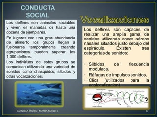 Los delfines son animales sociables
y viven en manadas de hasta una
docena de ejemplares.
En lugares con una gran abundancia
de alimento los grupos llegan a
fusionarse temporalmente creando
agrupaciones pueden superar los
1.000 delfines.
Los individuos de estos grupos se
comunican utilizando una variedad de
sonidos como chasquidos, silbidos y
otras vocalizaciones.

DANIELA MORA - MARIA MATUTE

Los delfines son capaces de
realizar una amplia gama de
sonidos utilizando sacos aéreos
nasales situados justo debajo del
espiráculo.
Existen
tres
categorías de sonidos:
• Silbidos
de
frecuencia
modulada.
• Ráfagas de impulsos sonidos.
• Clics (utilizados para la
ecolocalizacion).

6

 