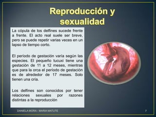 La cópula de los delfines sucede frente
a frente. El acto real suele ser breve,
pero se puede repetir varias veces en un
lapso de tiempo corto.
El período de gestación varía según las
especies. El pequeño tucuxi tiene una
gestación de 11 a 12 meses, mientras
que para la orca el período de gestación
es de alrededor de 17 meses. Solo
tienen una cría.
Los delfines son conocidos por tener
relaciones
sexuales
por
razones
distintas a la reproducción
DANIELA MORA - MARIA MATUTE

7

 
