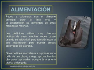 Peces y calamares son el alimento
principal,
pero
la
falsa
orca
y
la orcatambién se alimentan de otros
mamíferos marinos.
Los delfínidos utilizan muy diversas
tácticas de caza: muchas veces cazan
usando su velocidad, pero también usan la
eco localización para buscar presas
enterradas en la arena.
Otros delfines acorralan a sus presas en la
orilla de una playa, y luego aprovechan las
olas para capturarlas, aunque ésta es una
táctica arriesgada.
DANIELA MORA - MARIA MATUTE

8

 