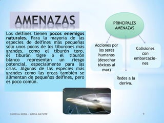 PRINCIPALES
AMENAZAS

Los delfines tienen pocos enemigos
naturales. Para la mayoría de las
especies de delfines más pequeñas
sólo unos pocos de los tiburones más
grandes, como el tiburón toro,
el tiburón tigre o el tiburón
blanco
representan
un
riesgo
potencial, especialmente para las
crías. Algunas de las especies más
grandes como las orcas también se
alimentan de pequeños delfines, pero
es poco común.

DANIELA MORA - MARIA MATUTE

Acciones por
los seres
humanos
(desechar
tóxicos al
mar)

Colisiones
con
embarcaciones

Redes a la
deriva.

9

 