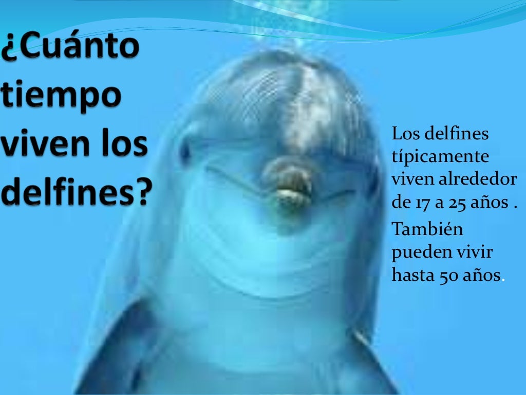 Los delfines Los delfines