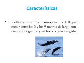 Características
• El delfín es un animal marino, que puede llegar a
medir entre los 3 y los 9 metros de largo con
una cabeza grande y un hocico bien alargado.
 