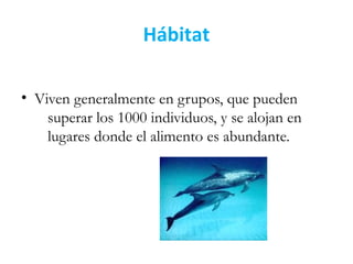 Hábitat
• Viven generalmente en grupos, que pueden
superar los 1000 individuos, y se alojan en
lugares donde el alimento es abundante.
 
