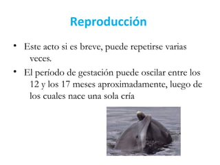 Reproducción
• Este acto si es breve, puede repetirse varias
veces.
•  El período de gestación puede oscilar entre los
12 y los 17 meses aproximadamente, luego de
los cuales nace una sola cría
 