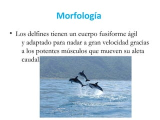 Morfología
• Los delfines tienen un cuerpo fusiforme ágil
y adaptado para nadar a gran velocidad gracias
a los potentes músculos que mueven su aleta
caudal.
 