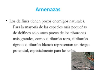 Amenazas
• Los delfines tienen pocos enemigos naturales.
Para la mayoría de las especies más pequeñas
de delfines solo unos pocos de los tiburones
más grandes, como el tiburón toro, el tiburón
tigre o el tiburón blanco representan un riesgo
potencial, especialmente para las crías.
 