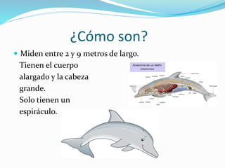 ¿Cómo son?
Miden entre 2 y 9 metros de largo.
Tienen el cuerpo
alargado y la cabeza
grande.
Solo tienen un
espiráculo.