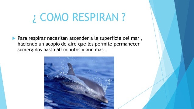 Los delfines