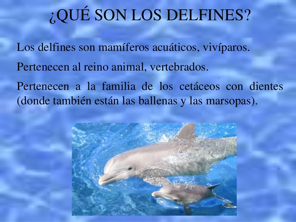Los delfines Los delfines