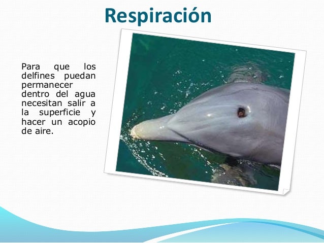 Los delfines